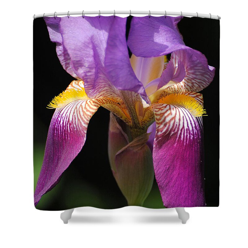 Beautiful Iris Shower Curtain featuring the photograph Brilliant Purple Iris Flower by Jai Johnson