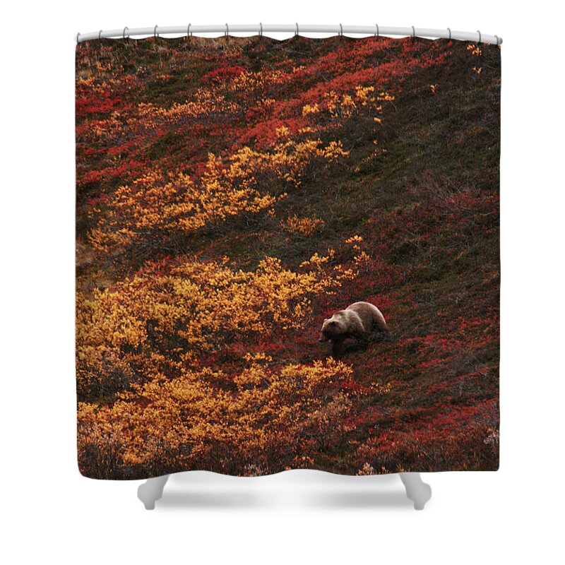 Wildlife Shower Curtain featuring the photograph Brown Bear Denali National Park by Benjamin Dahl