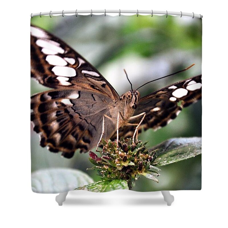  Shower Curtain featuring the photograph Brown Butterfly by Mark Valentine