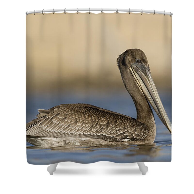 00429749 Shower Curtain featuring the photograph Brown Pelican Juvenile Swimming by Sebastian Kennerknecht