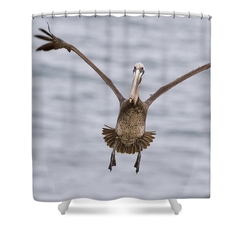00429849 Shower Curtain featuring the photograph Brown Pelican Landing La Jolla San by Sebastian Kennerknecht