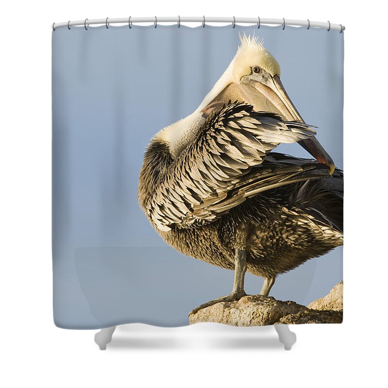 00429648 Shower Curtain featuring the photograph Brown Pelican Preening Natural Bridges by Sebastian Kennerknecht