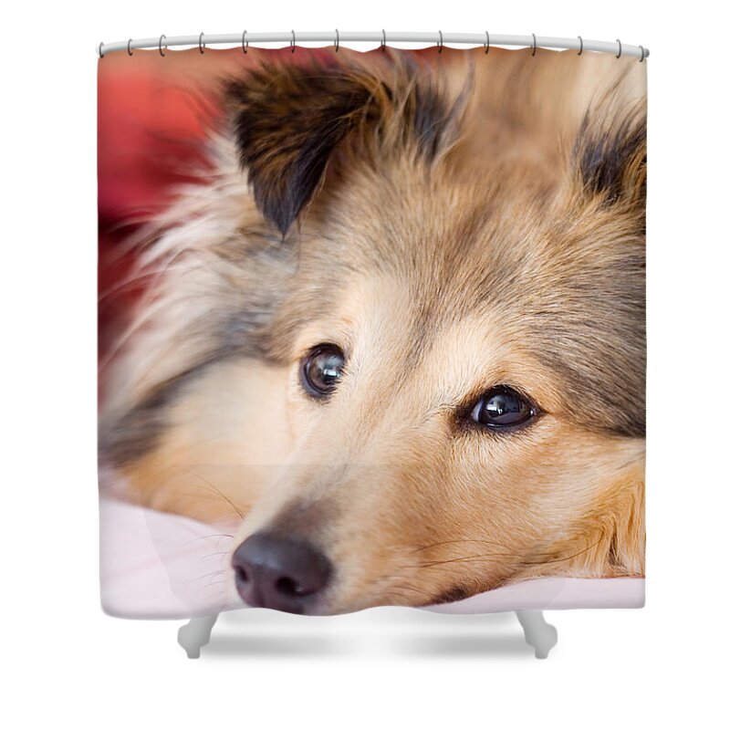 Dog Shower Curtain featuring the photograph Brown sheltie by Kati Finell