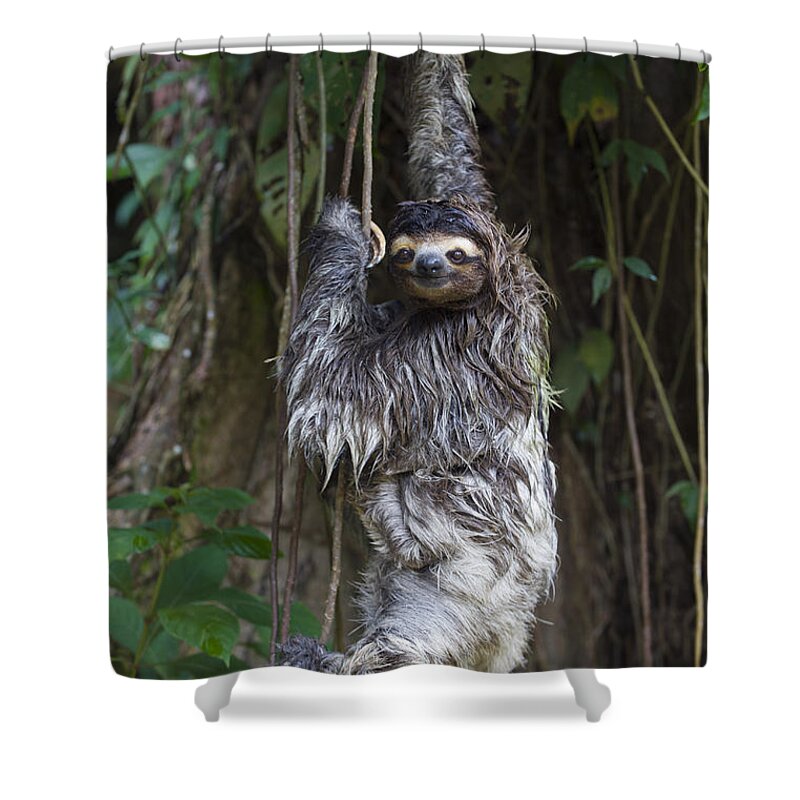 00456319 Shower Curtain featuring the photograph Brown Throated Three Toed Sloth Mother by Suzi Eszterhas