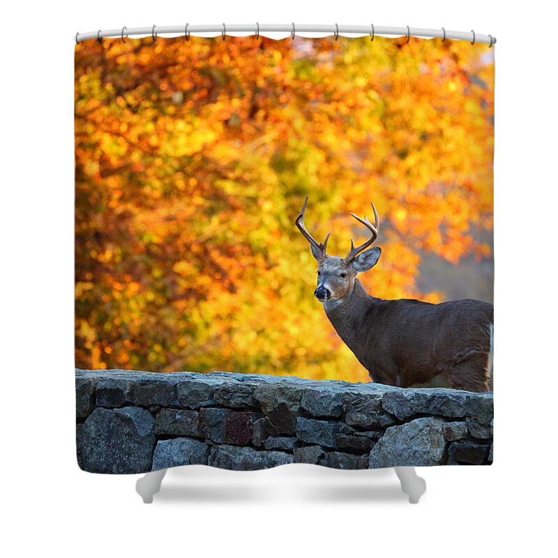 Metro Shower Curtain featuring the photograph Buck in the Fall 07 by Metro DC Photography