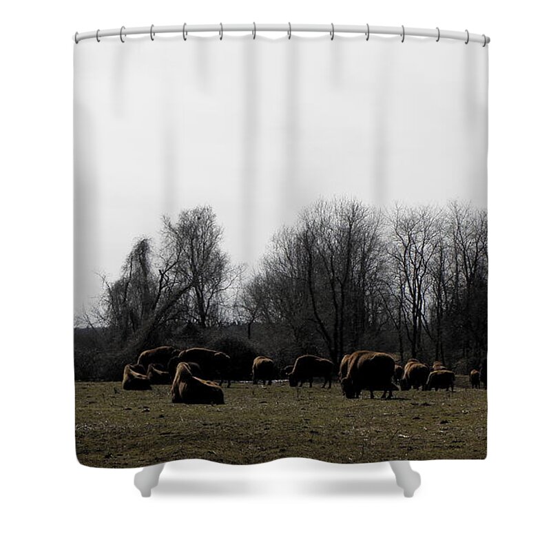 Buffalo Shower Curtain featuring the photograph Buffalo Farm in CT USA by Kim Galluzzo