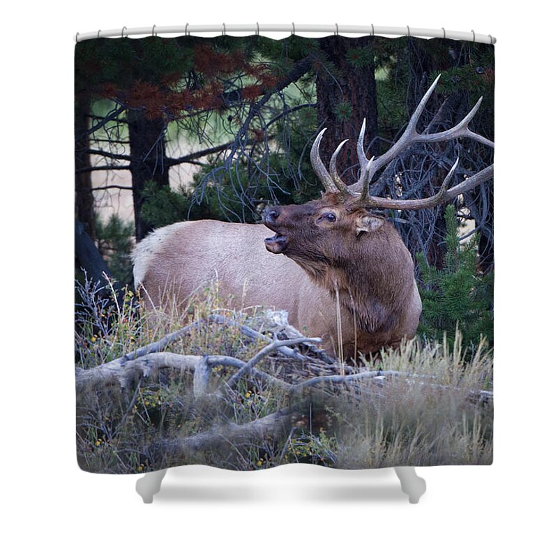 Big Game Shower Curtain featuring the photograph Bugling Bull Elk by Ronald Lutz