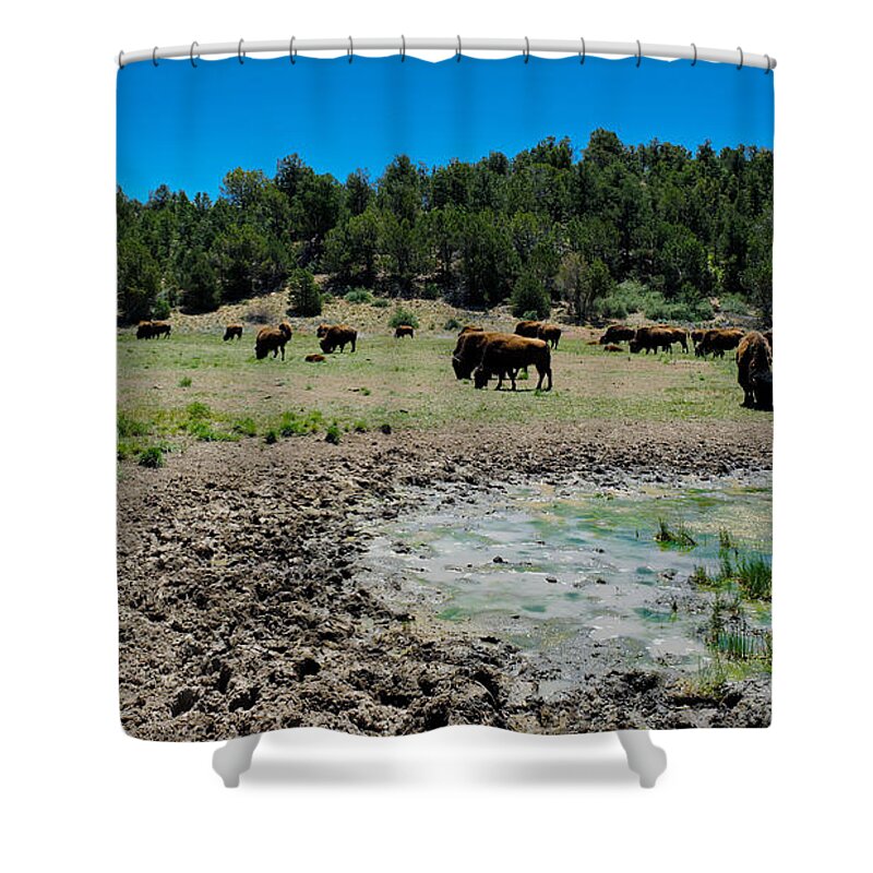 Buffalo Shower Curtain featuring the photograph Bull and Buffalos by Julie Niemela