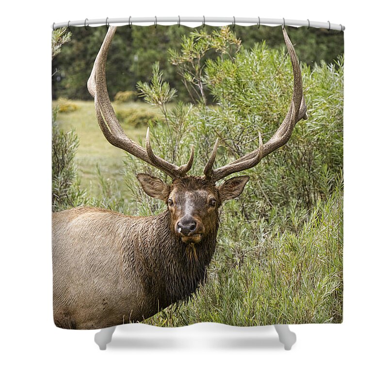 Elk Shower Curtain featuring the photograph Bull Elk Eyes by James BO Insogna