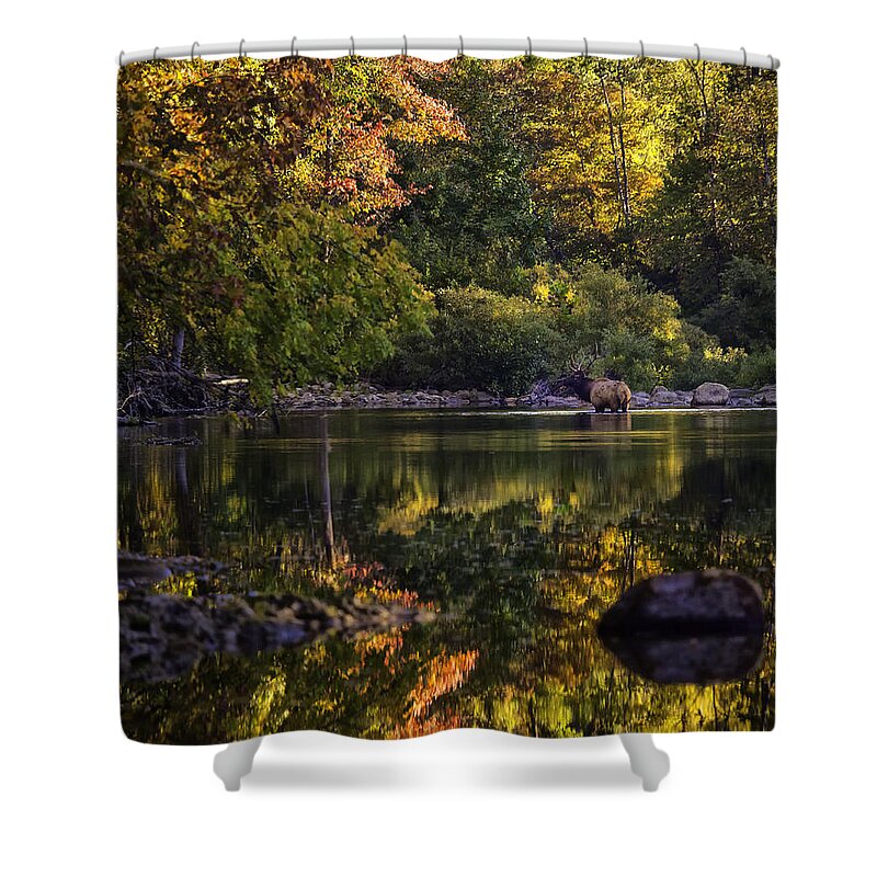 Bull Elk Shower Curtain featuring the photograph Bull Elk in Buffalo National River in Fall Color by Michael Dougherty