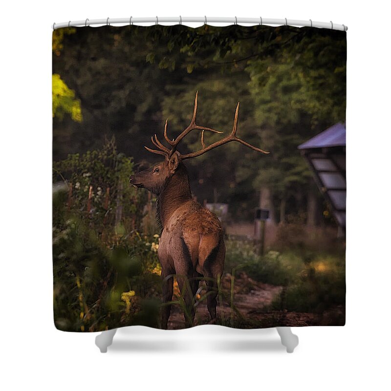Bull Elk Shower Curtain featuring the photograph Bull Elk on Country Road by Michael Dougherty