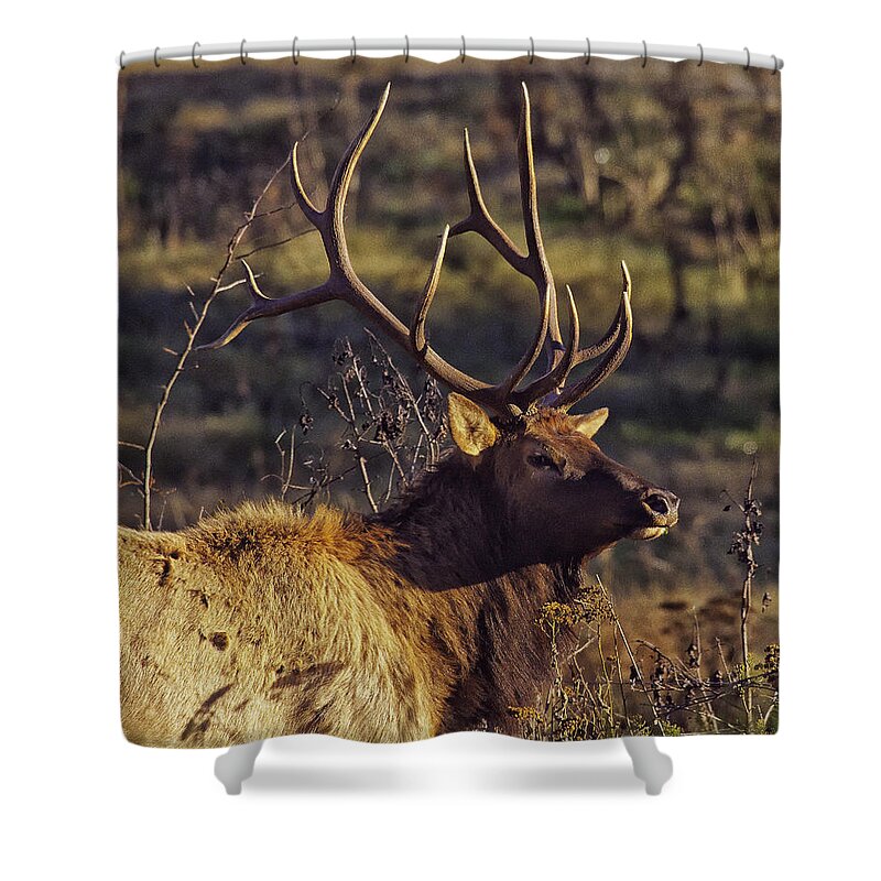 Bull Elk Shower Curtain featuring the photograph Bull Elk Up Close by Michael Dougherty