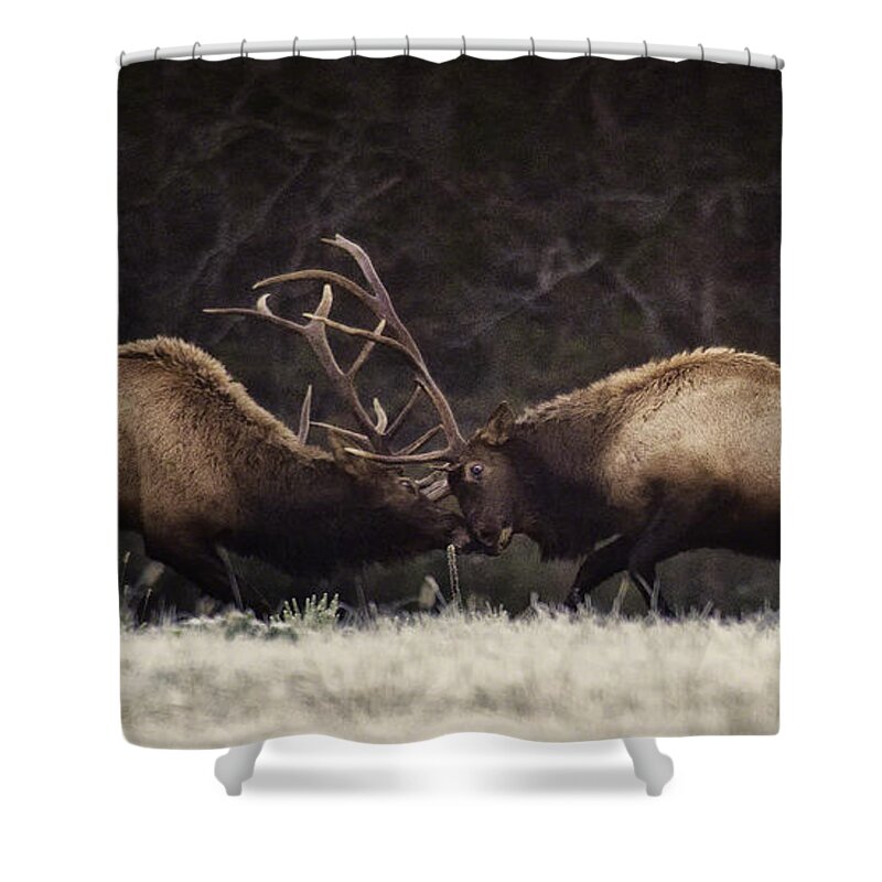 Bull Elk Fight Shower Curtain featuring the photograph Bull Fight Eye to Eye by Michael Dougherty
