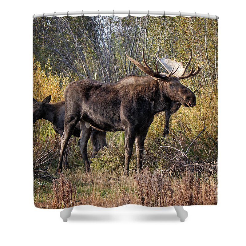 2012 Shower Curtain featuring the photograph Bull tolerates Calf by Ronald Lutz