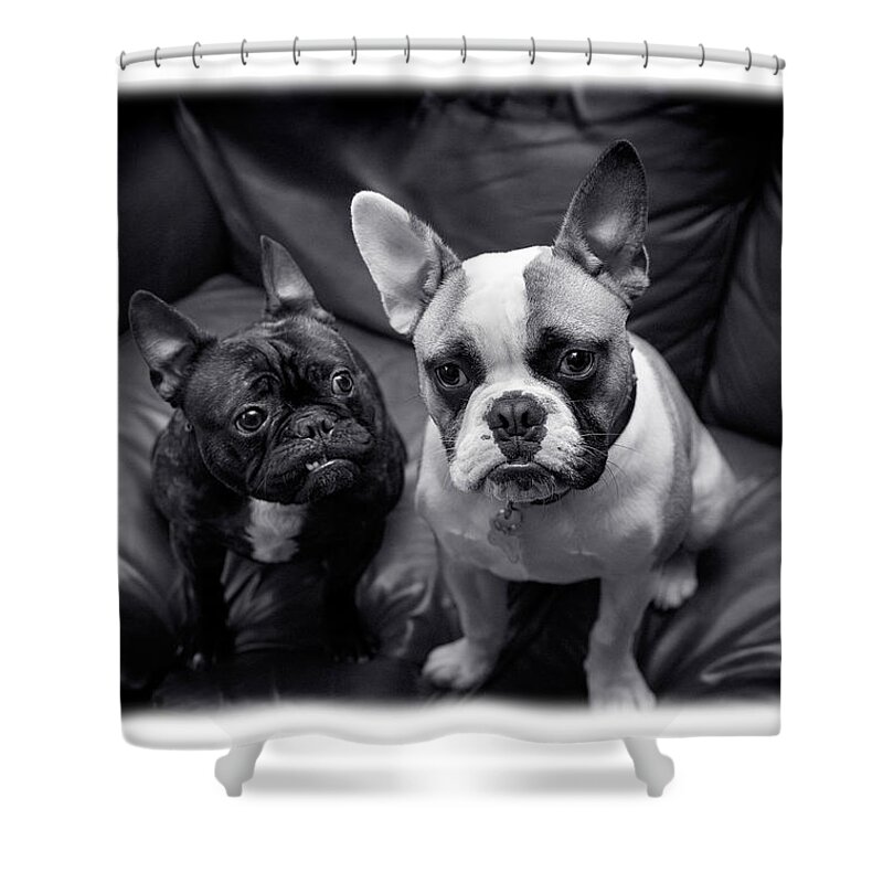 Bulldogs Shower Curtain featuring the photograph Bulldog Buddies by Mal Bray