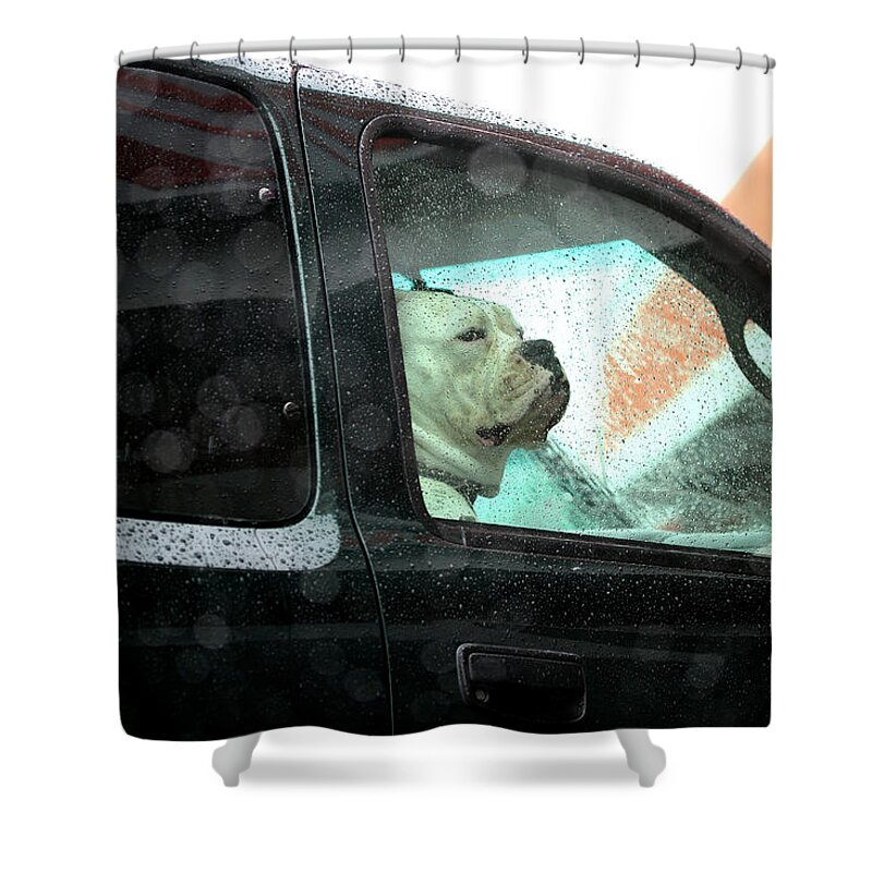 Dog Shower Curtain featuring the photograph Bummed by Marie Jamieson