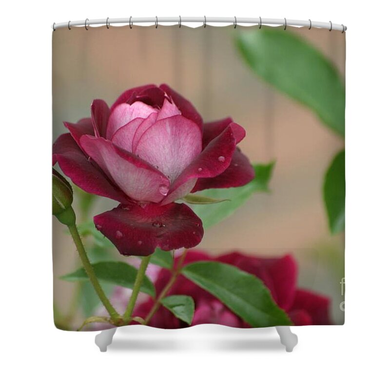 Rose Shower Curtain featuring the photograph Burgundy Iceberg by Living Color Photography Lorraine Lynch