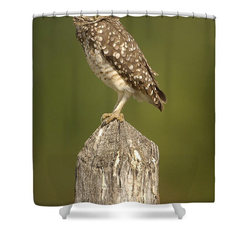 Mp Shower Curtain featuring the photograph Burrowing Owl Athene Cunicularia Adult by Pete Oxford