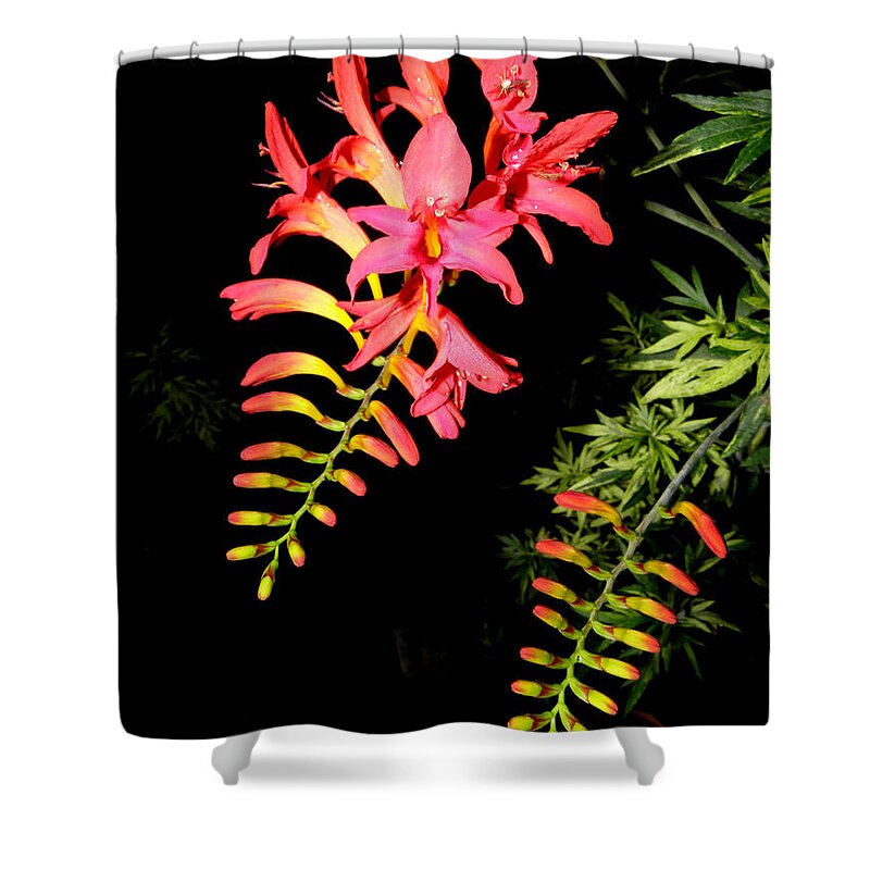 Flower Shower Curtain featuring the photograph Burst Of Beauty by Kim Galluzzo