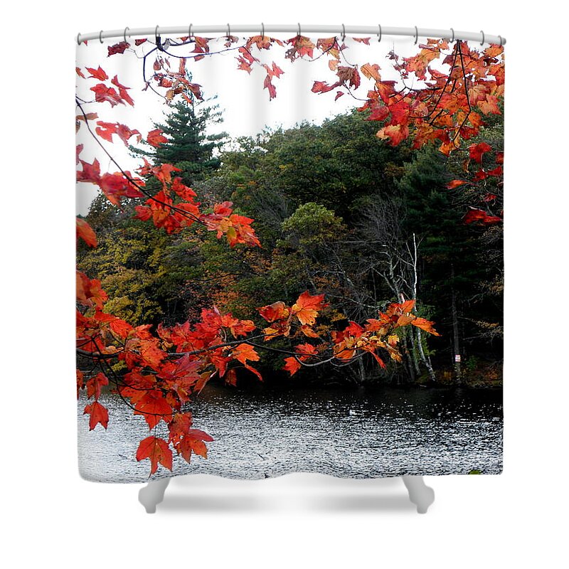 Fall Shower Curtain featuring the photograph Burst Of Fall by Kim Galluzzo