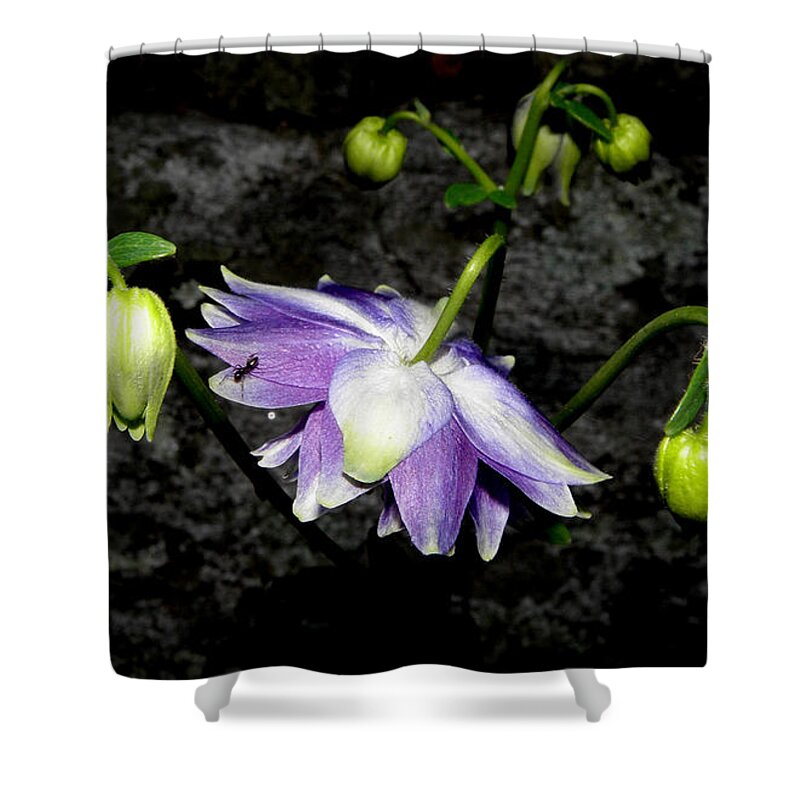 Purple Flower Shower Curtain featuring the photograph Bursting Columbine by Kim Galluzzo