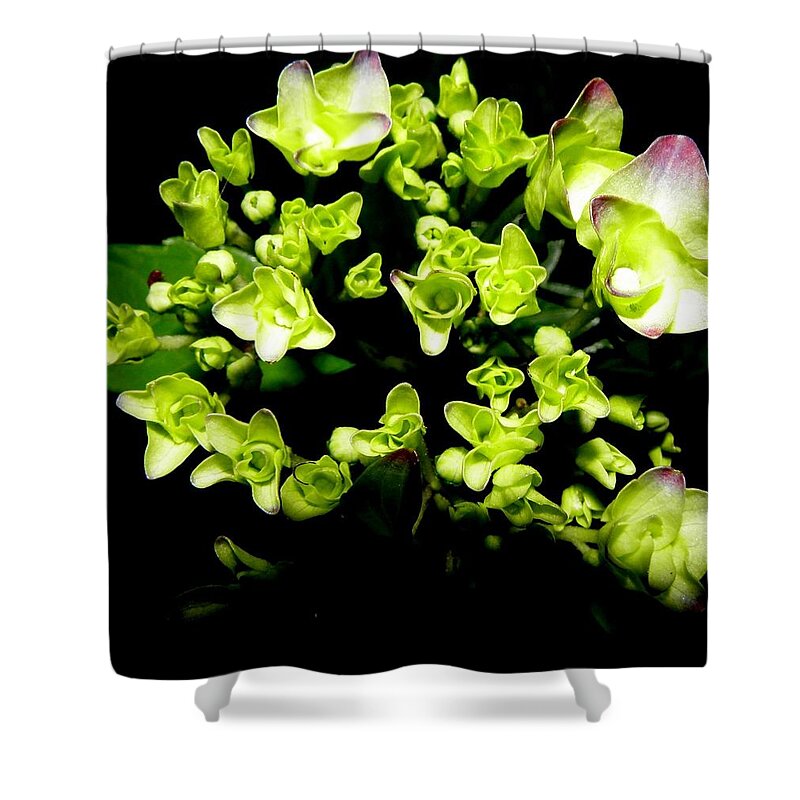 Hydrangea Shower Curtain featuring the photograph Bursting With Beauty by Kim Galluzzo Wozniak