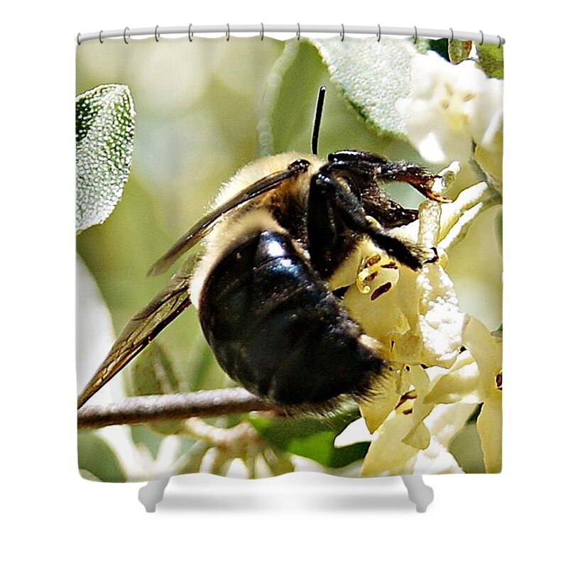 Busy Shower Curtain featuring the photograph Busy as a Bee by Joe Faherty