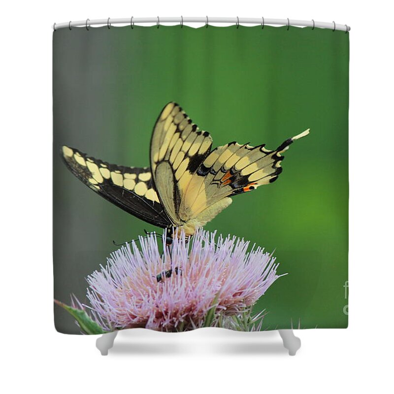 Butterfly Shower Curtain featuring the photograph Butterflies Are Free by Kathy White