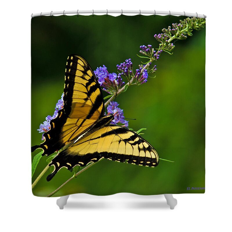 Flowers Shower Curtain featuring the photograph Butterfly by Ed Peterson