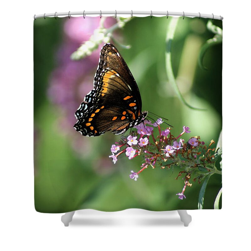 Butterfly Shower Curtain featuring the photograph Butterfly Jewels by Margie Avellino