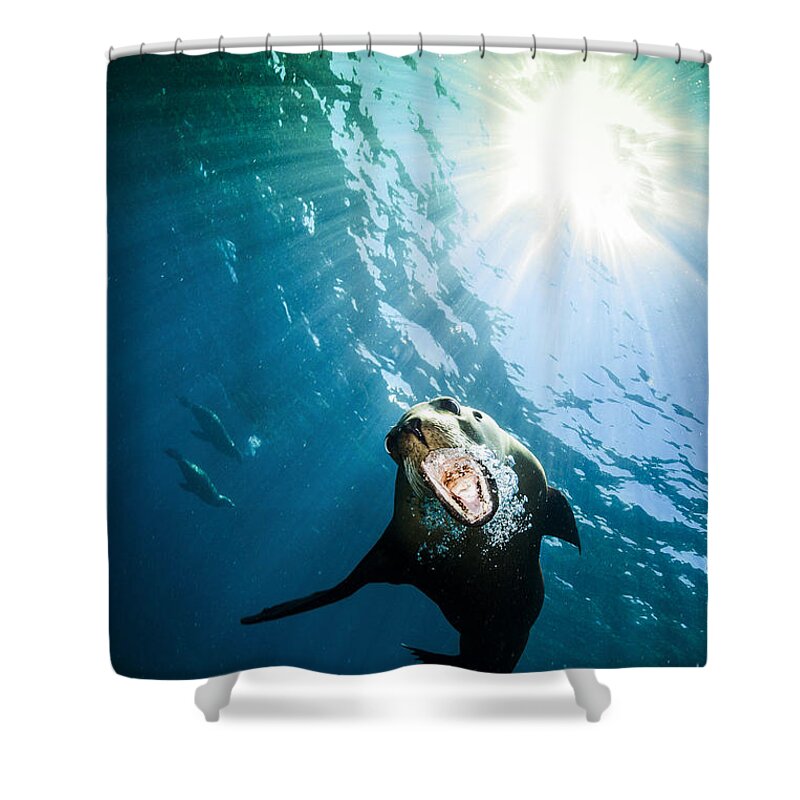 California Sea Lion Shower Curtain featuring the photograph California Sea Lion, La Paz, Mexico by Todd Winner