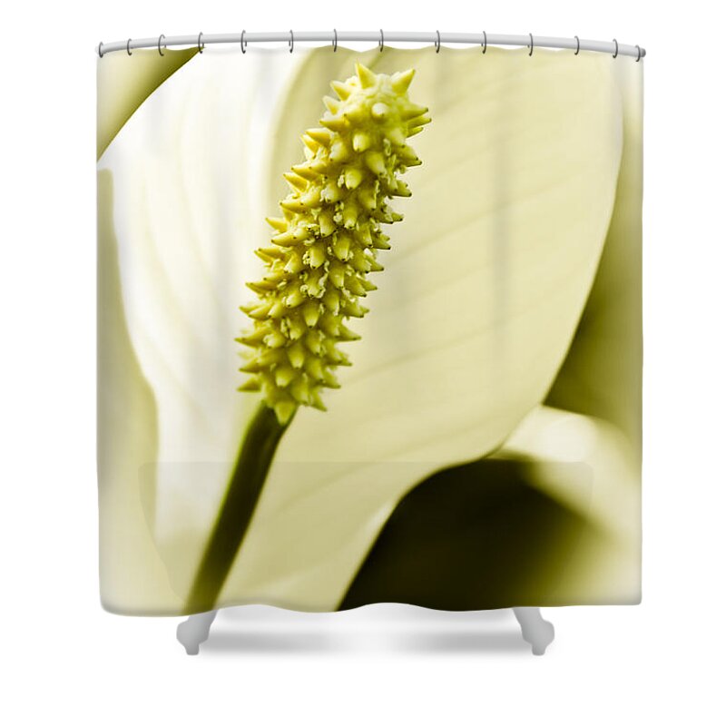 Peace Lily Shower Curtain featuring the photograph Peace Lily by Carolyn Marshall