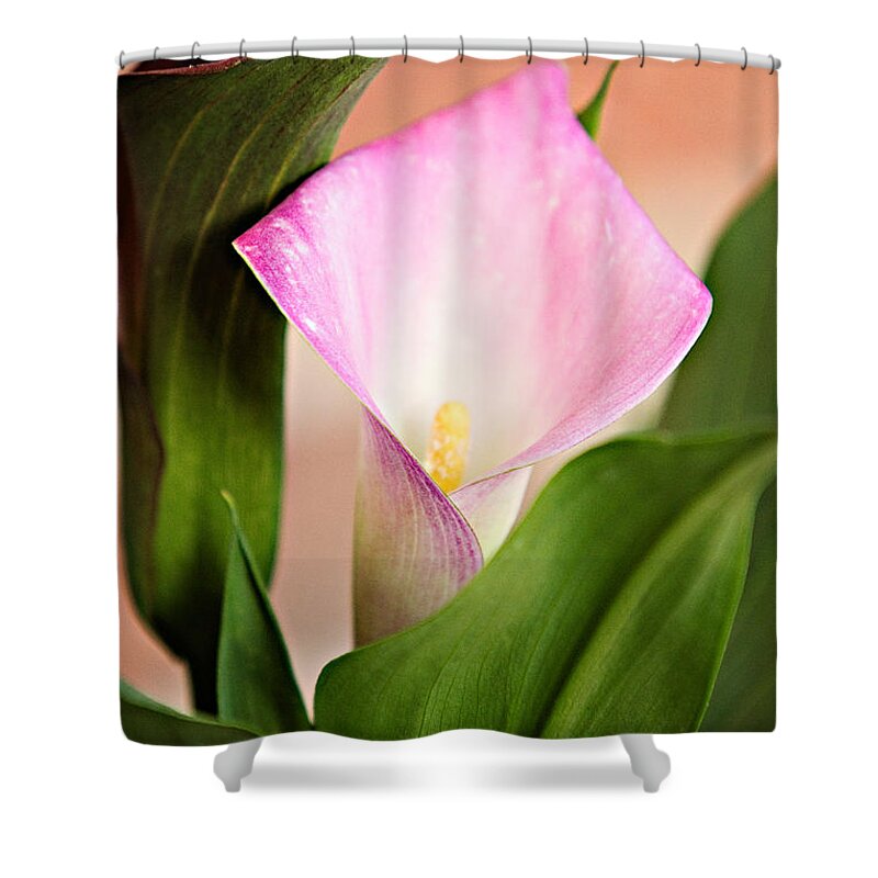Alismatales Shower Curtain featuring the photograph Calla Lily by Lana Trussell