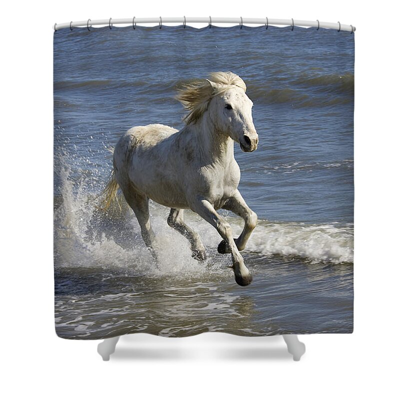 Mp Shower Curtain featuring the photograph Camargue Horse Equus Caballus Running by Konrad Wothe