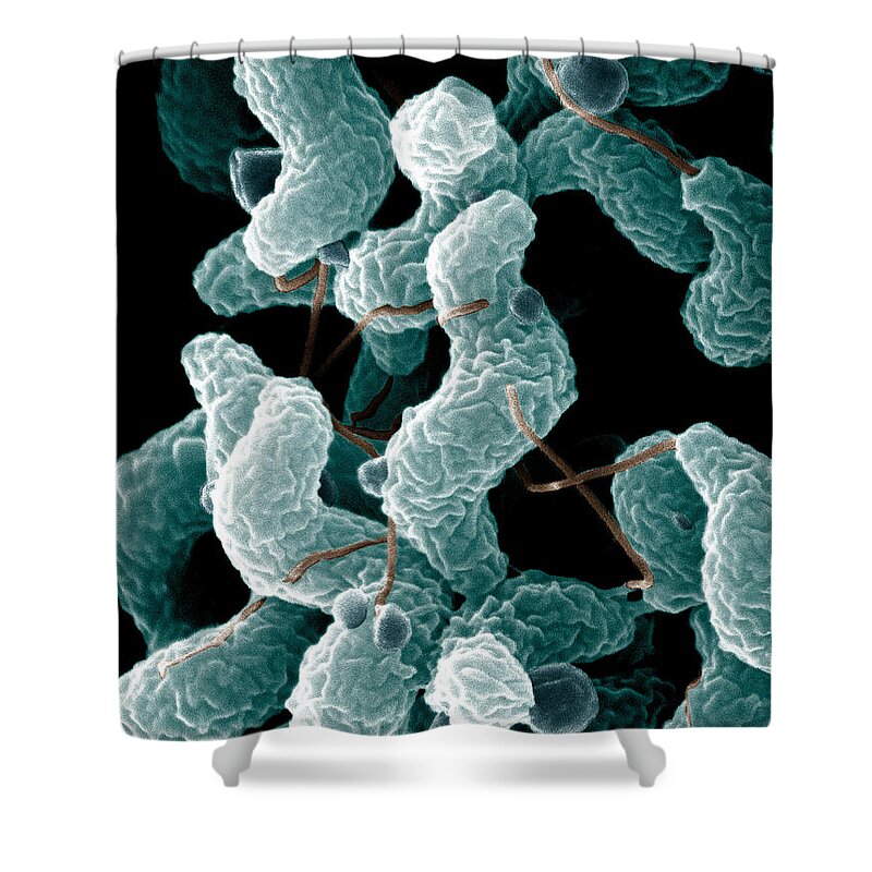 Campylobacter Bacteria Shower Curtain featuring the photograph Campylobacter Bacteria by Science Source
