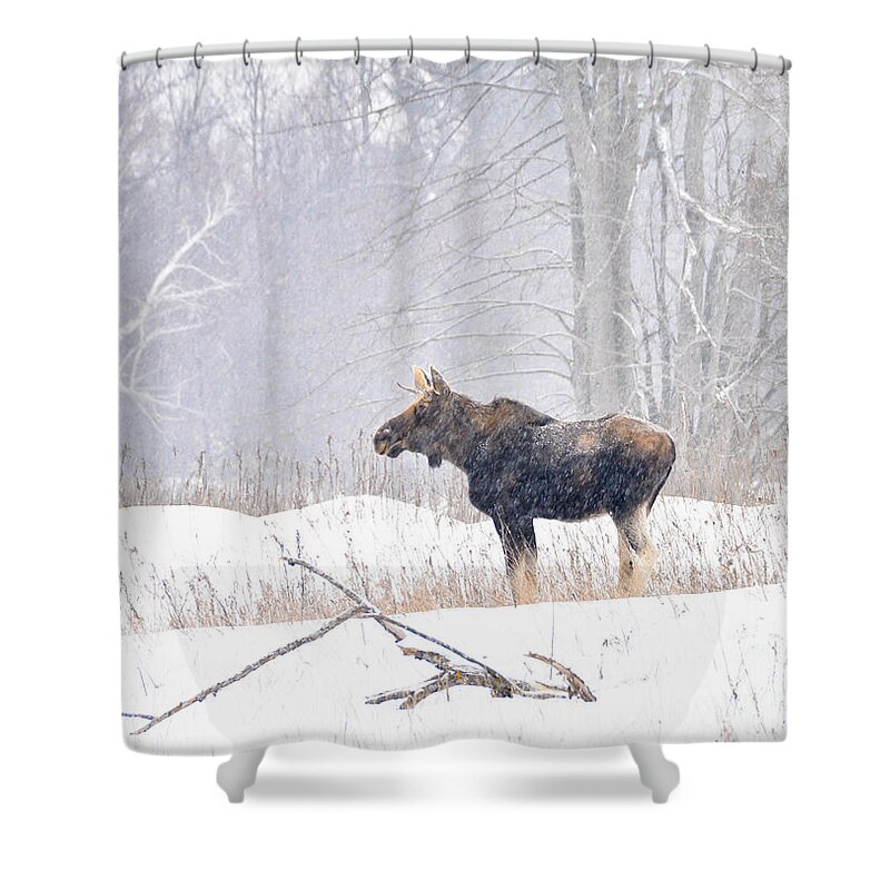 Moose Shower Curtain featuring the photograph Canadian Winter by Cheryl Baxter