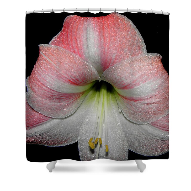 Pink Shower Curtain featuring the photograph Candy Cane Striped by Kim Galluzzo Wozniak