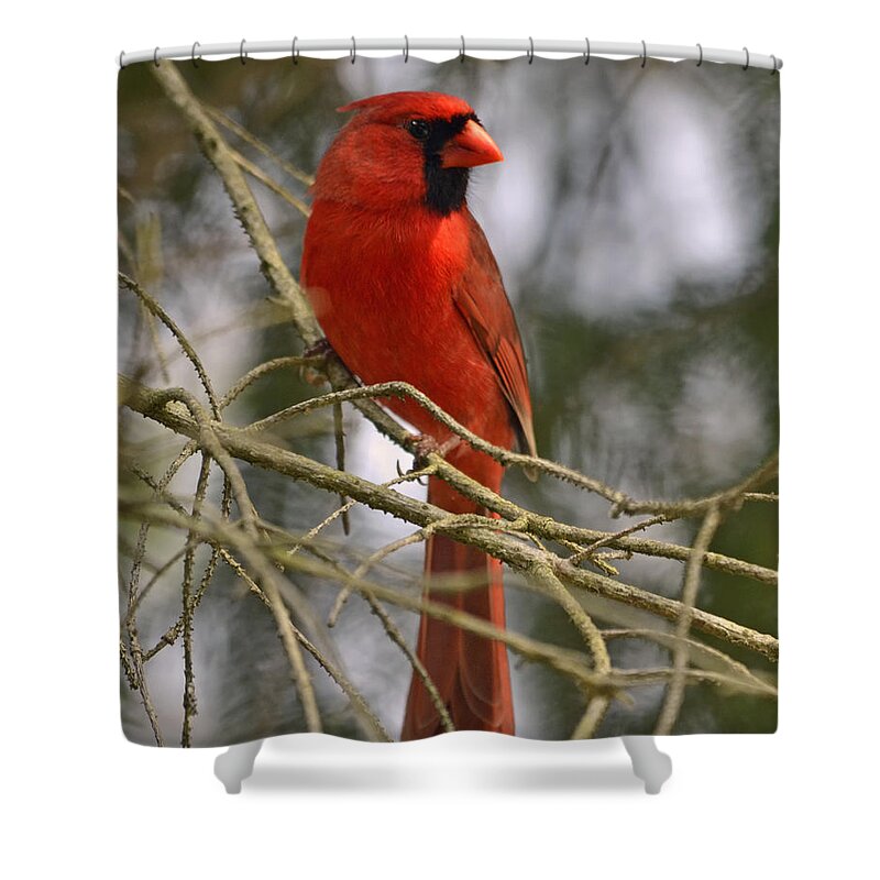 Cardinal Shower Curtain featuring the photograph Cardinal in Spruce by Ann Bridges