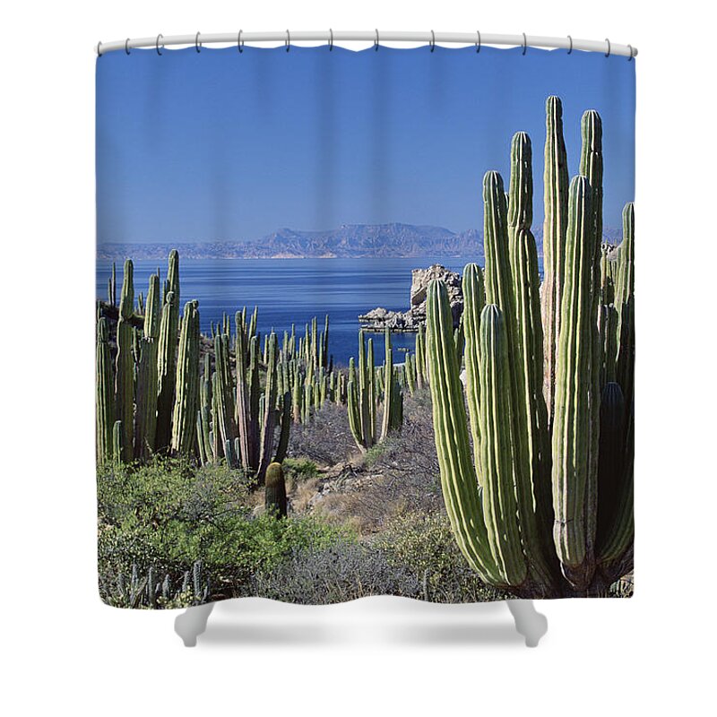 Mp Shower Curtain featuring the photograph Cardon Pachycereus Pringlei Cactus by Konrad Wothe