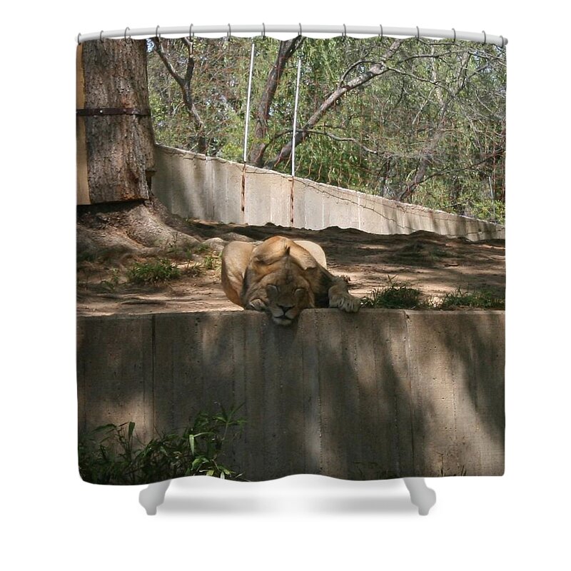 Lion Shower Curtain featuring the photograph Cat Nap by Stacy C Bottoms