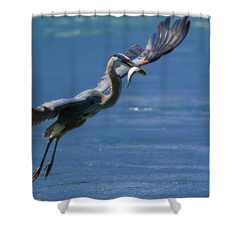 Great Blue Heron Shower Curtain featuring the photograph Catch of the Day by Sebastian Musial