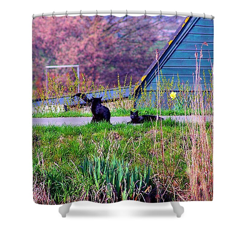 Cats Shower Curtain featuring the mixed media Cats at the canal by Rogerio Mariani