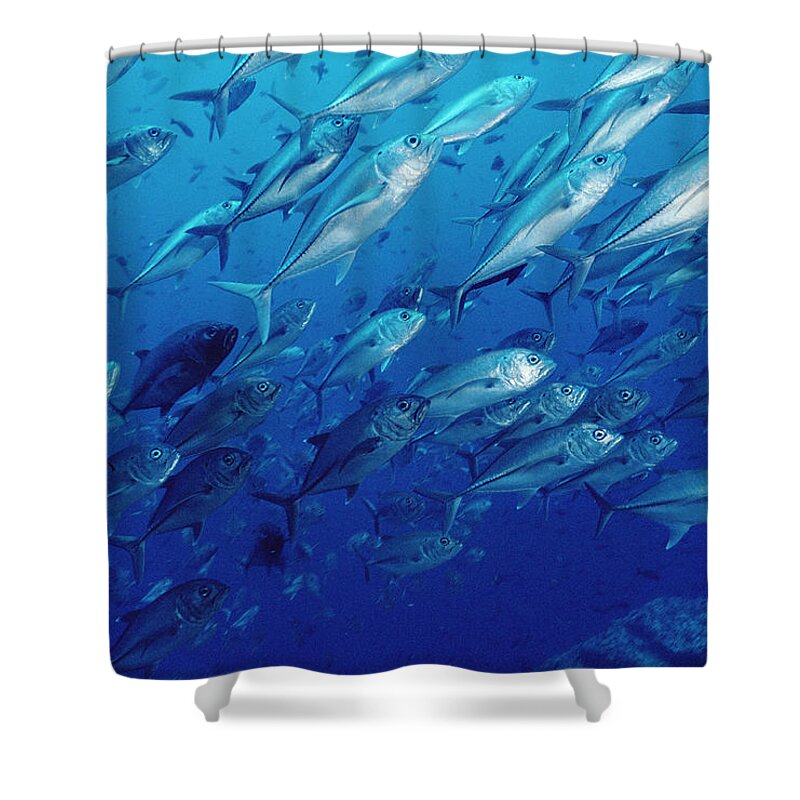 Mp Shower Curtain featuring the photograph Cavalla Caranx Sp School Off Of Cocos by Flip Nicklin