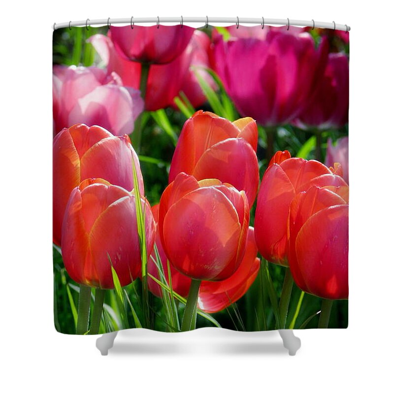 Tulips Shower Curtain featuring the photograph Celebration by Rory Siegel