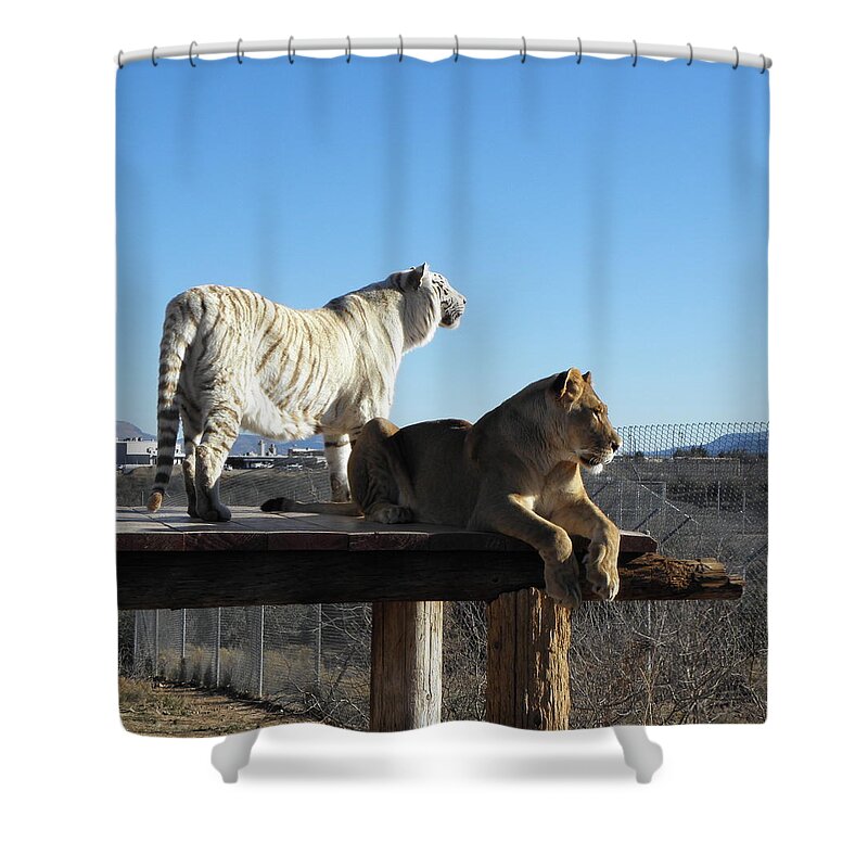 Lion Shower Curtain featuring the photograph Chalet and Kumba by Kim Galluzzo Wozniak