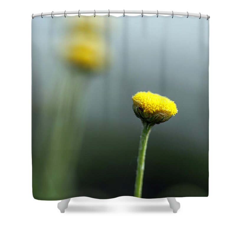 Plant Shower Curtain featuring the photograph Chamomile by Henrik Lehnerer