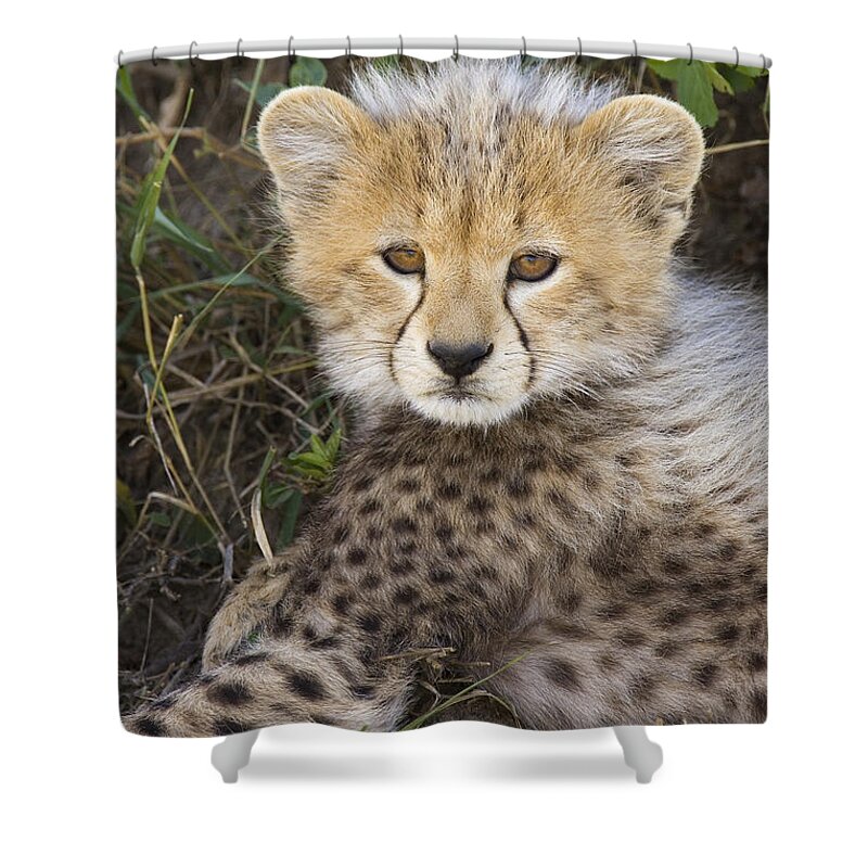 00761540 Shower Curtain featuring the photograph Cheetah Ten Week Old Cub Portrait by Suzi Eszterhas