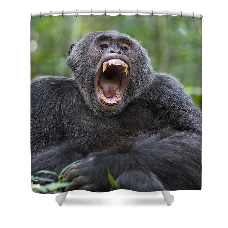 00481376 Shower Curtain featuring the photograph Chimpanzee Male Yawning Western Uganda by Suzi Eszterhas