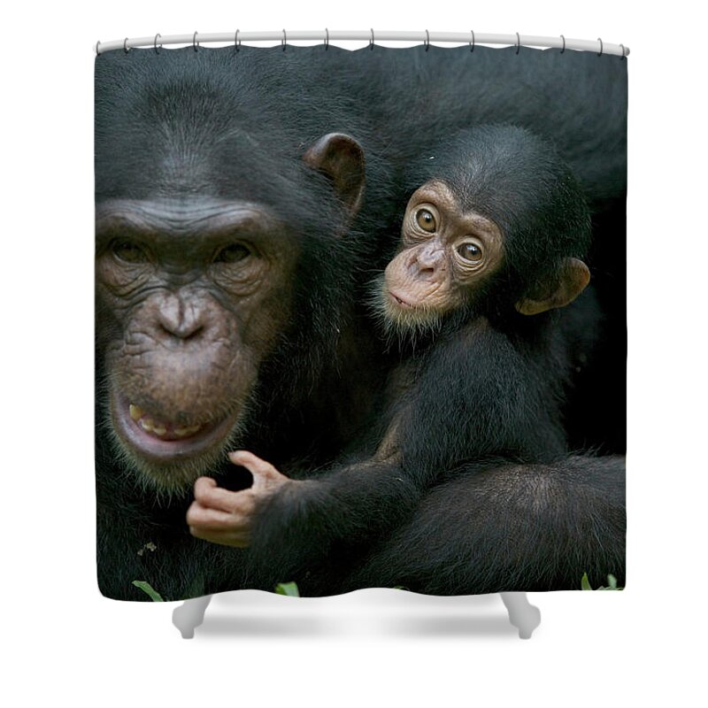 Mp Shower Curtain featuring the photograph Chimpanzee Pan Troglodytes Adult Female by Cyril Ruoso