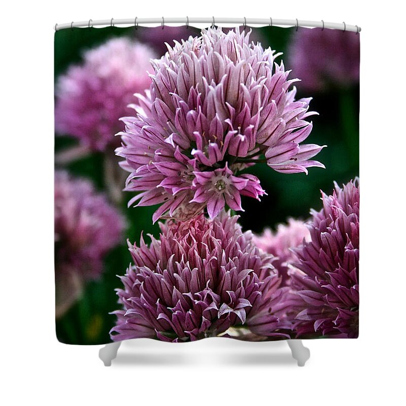 Plant Shower Curtain featuring the photograph Chive Blossom by Susan Herber
